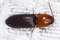 Anchastus bicolor