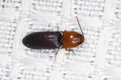 Anchastus bicolor