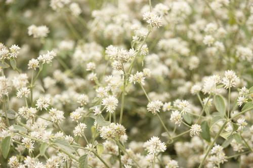 Image of Alternanthera halimifolia by no rights reserved