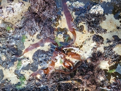 Grateloupia doryphora