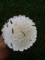 Amanita foetens