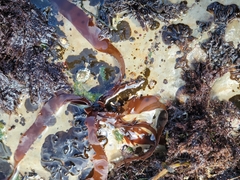 Grateloupia doryphora