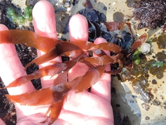 Grateloupia doryphora