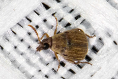 Acanthoscelides obtectus
