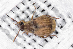 Acanthoscelides obtectus