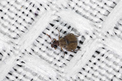 Acanthoscelides obtectus