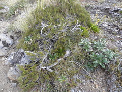 Dracophyllum uniflorum