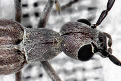 Epicauta tenuilineata