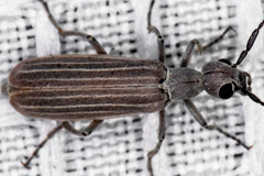 Epicauta tenuilineata