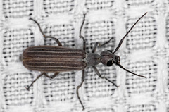 Epicauta tenuilineata