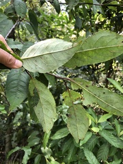 Ilex micrococca