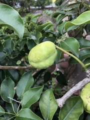 Magnoliopsida