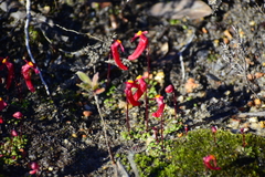 Utricularia menziesii