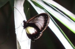 Hyalyris coeno coeno