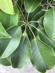 Magnoliopsida