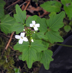 Cardamine angulata