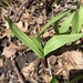 Allium tricoccum tricoccum - Photo (c) Jeff Skrentny, algunos derechos reservados (CC BY-NC), uploaded by Jeff Skrentny