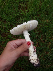Amanita foetens