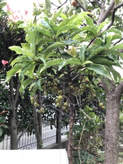 Magnoliopsida