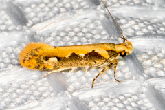 Ornativalva erubescens