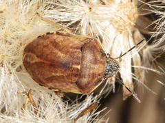 Homaemus aeneifrons