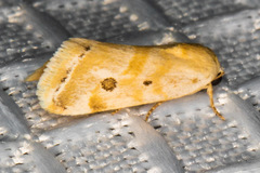 Ponometia hutsoni