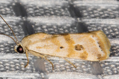 Ponometia hutsoni