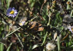 Phyciodes phaon phaon