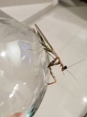 Stagmomantis