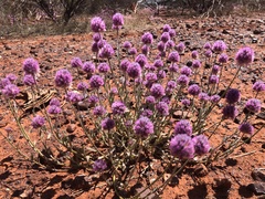 Ptilotus helipteroides