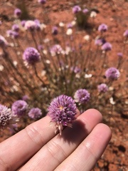 Ptilotus helipteroides