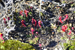 Utricularia menziesii