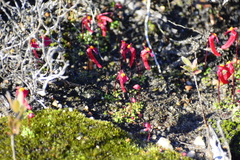 Utricularia menziesii