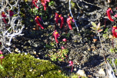 Utricularia menziesii
