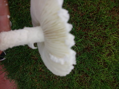 Amanita foetens
