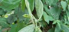 Echites panduratus