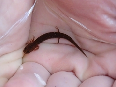 Eurycea nana