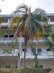 Cocos nucifera