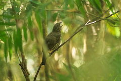 Scenopoeetes dentirostris