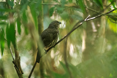 Scenopoeetes dentirostris