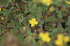 Ludwigia perennis