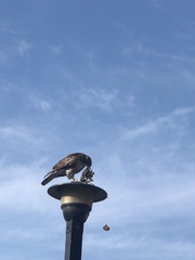 Buteo jamaicensis