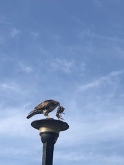 Buteo jamaicensis