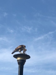 Buteo jamaicensis