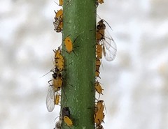 Aphis nerii