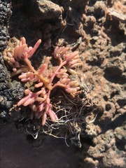 Phemeranthus brevifolius