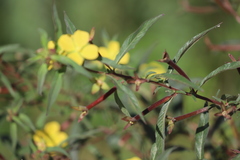 Ludwigia perennis