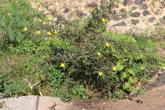 Ludwigia perennis