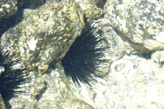 Echinothrix