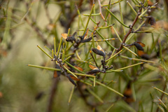 Hakea microcarpa